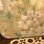 画像3: Vintage glass fiber flower pattern tray   A (3)