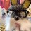 画像3: Vintage Lenticular eye dog bobblehead