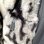 画像21: (SALE) Vintage bk.gy leopard eco fur reversible coat