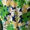 画像7: Vintage flower pattern camisole dress
